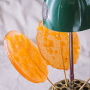 Aam Pappad Lollipop - mango jerk with spices